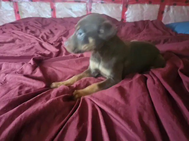Puppies for Sale in Dogs & Puppies for Rehoming in Muskoka - Image 7