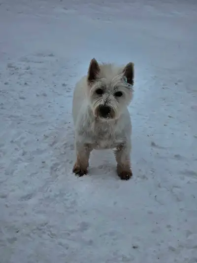 Adult West Highland Terrier (Westie) Dog, View more