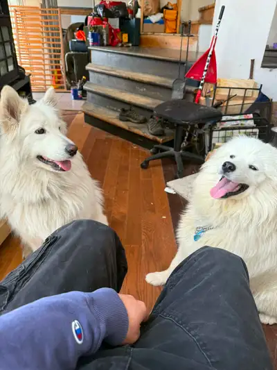 Chiot a vendre samoyede milieux  familiale  maison priver, View more