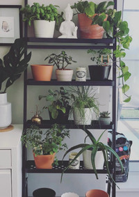 Plant shelf 