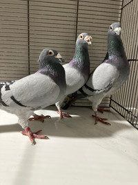 Top Racing Pigeons For Sale