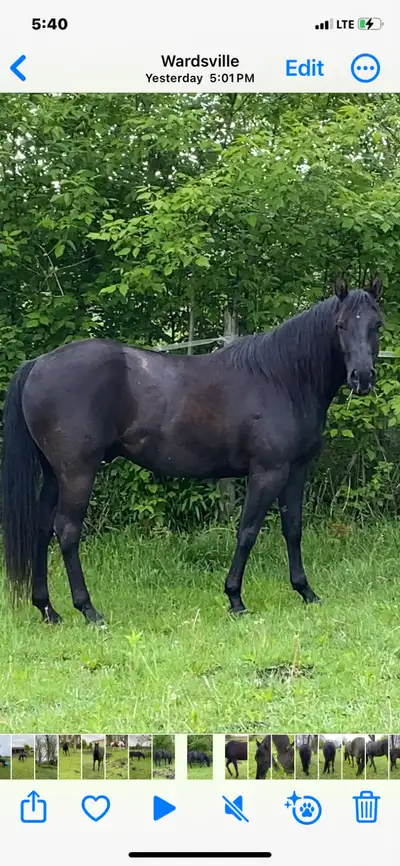 14.1 hand beautiful 5 year old reg quarter horse pony, View more