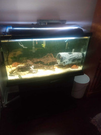 Aquarium 50 gallons fish tank full equipped
