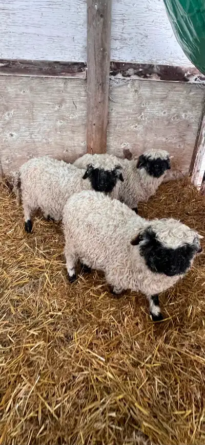 Valais Blacknose starter pack, View more