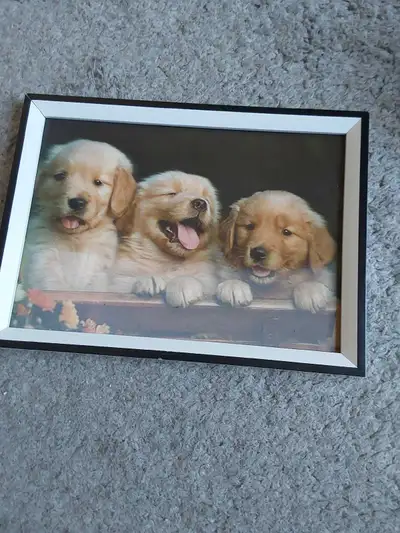 dog picture hang on wall, View more
