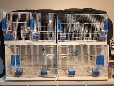 Canaries for sale!, View more