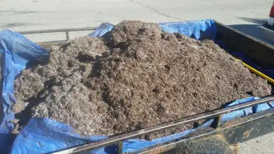 Great for Veggie Gardens , Planters, Flower gardens. Etc text for more info Delivery available 519-2...