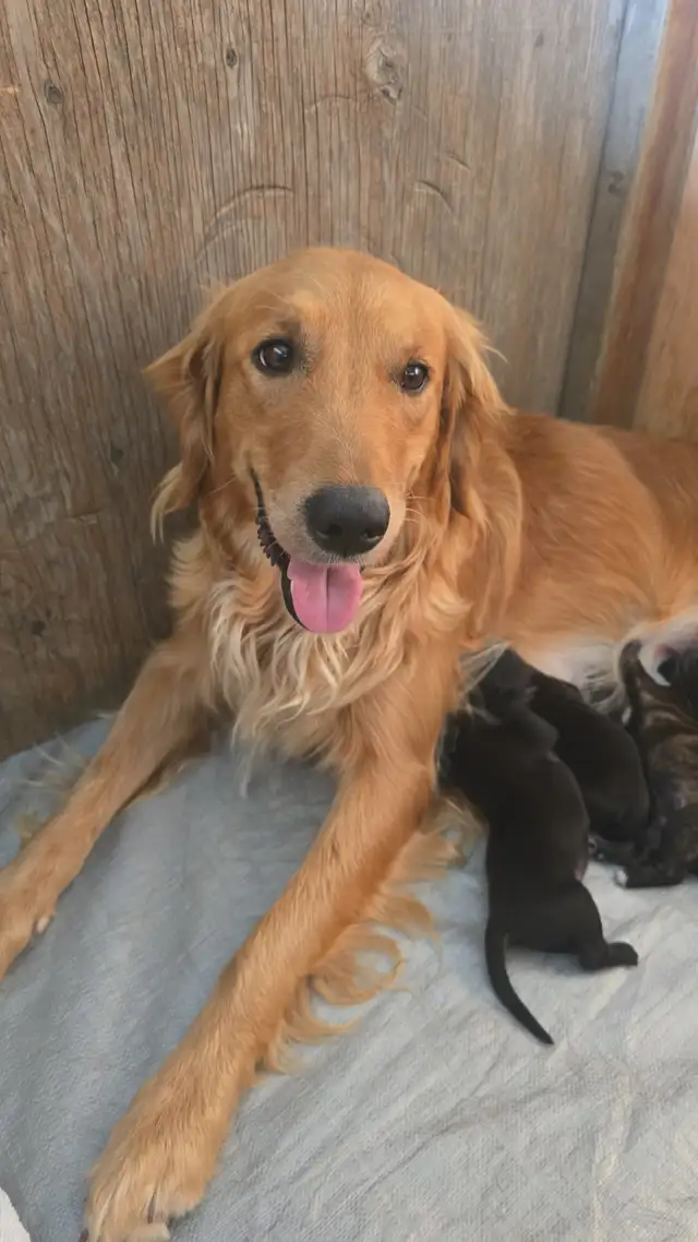PUPPIES for Sale in Dogs & Puppies for Rehoming in Windsor Region - Image 9