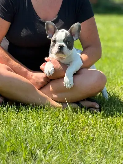 Bouledogue français de qualité incroyable , View more