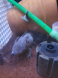 2 adult male axolotls 