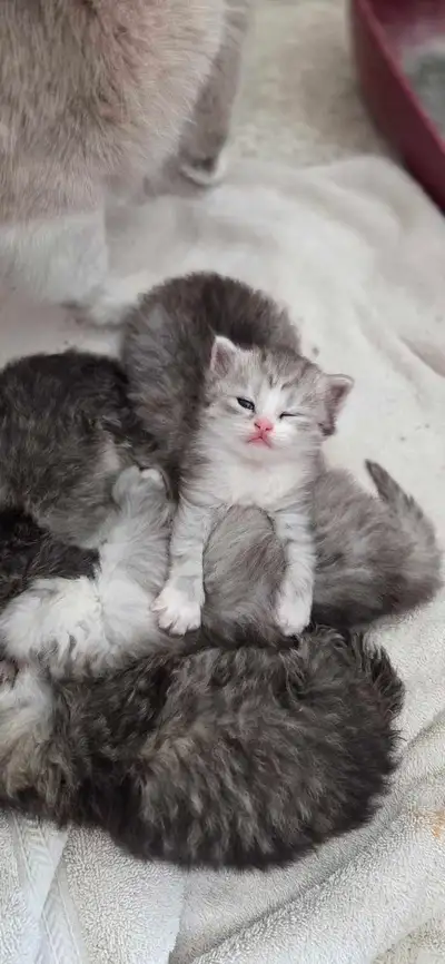 Persian Ragdoll Kittens, View more