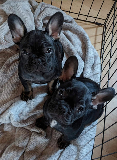 Black and tan French bulldog puppy for sale - female ready 2 go