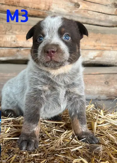 Chocolate Heeler Puppies, View more