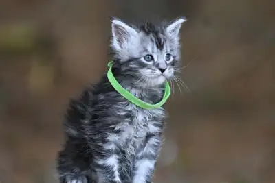 Maincoon, View more