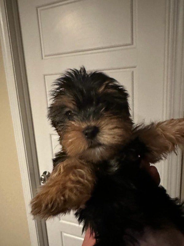 4 Purebred Yorkies Available Dogs & Puppies for Rehoming Winnipeg