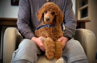 Purebred standard poodle puppies