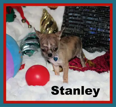 Chihuahua❤️ mâle Mini mini❤️Protection100% .Garantie. ★★★, View more