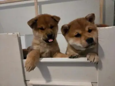 1 femelle shiba inu, View more