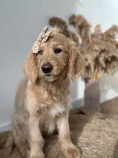 F1B Goldendoodle puppies- READY FOR THEIR FAMILIES, View more