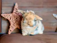 Purebred Baby Holland Lop Bunny Rabbits
