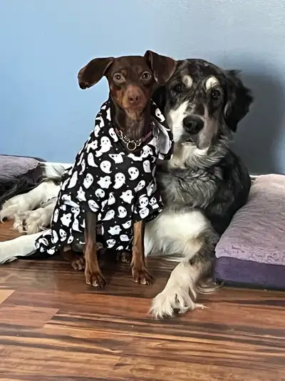 She is 2 years old. Gets along with cats and dogs. House trained and crate trained. she is not fixed...