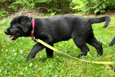 Jeune chiot labrador femelle  prête  pour l’adoption, View more