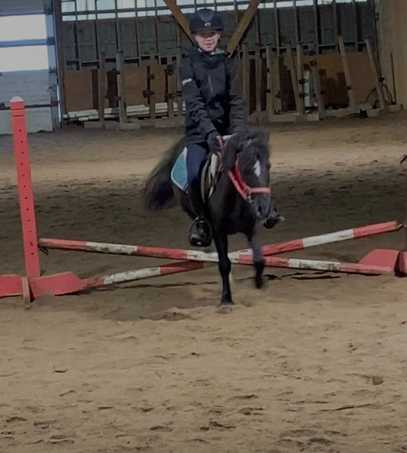 Poney de saut classique  dans Chevaux et poneys à adopter  à Laurentides