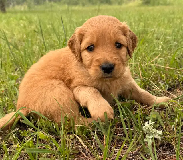 Goldendoodle Mix Puppies **1 male left** in Dogs & Puppies for Rehoming in Winnipeg - Image 10