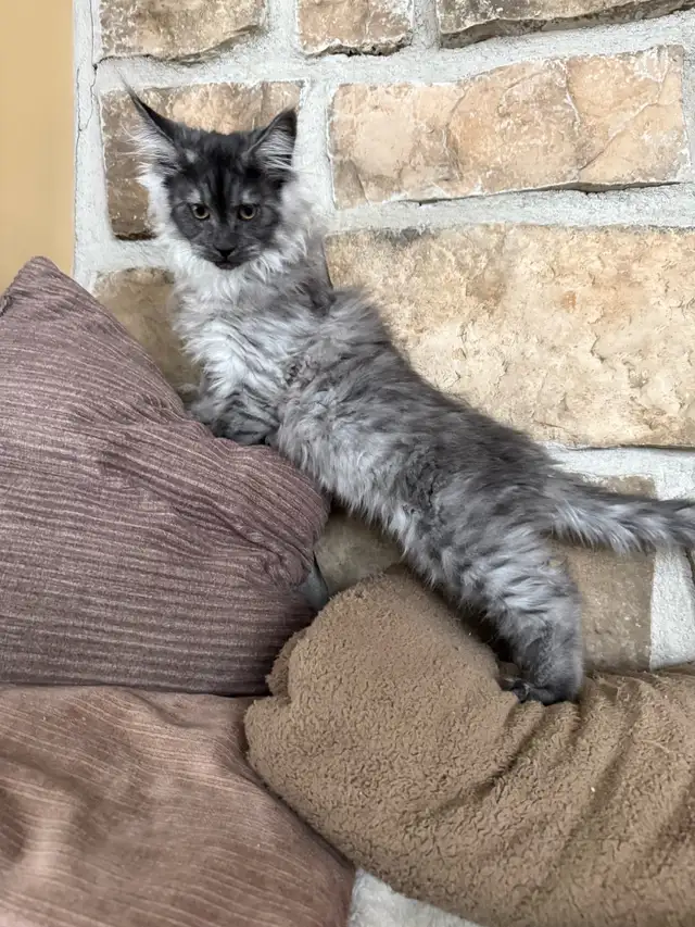 Chaton Maine Coon enregistré TICA