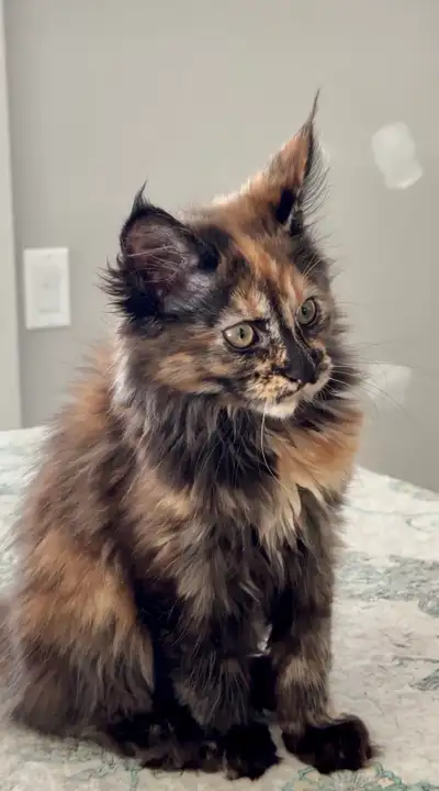 Magnificent Maine Coon Kittens – Ready for Forever Homes!, View more