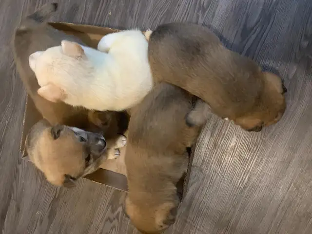Purebred Shiba Inu  next litter arriving on or around July 15!!! in Dogs & Puppies for Rehoming in Oshawa / Durham Region - Image 7