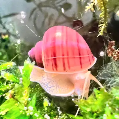 Gorgeous Snails for Every Aquarist's Needs, View more
