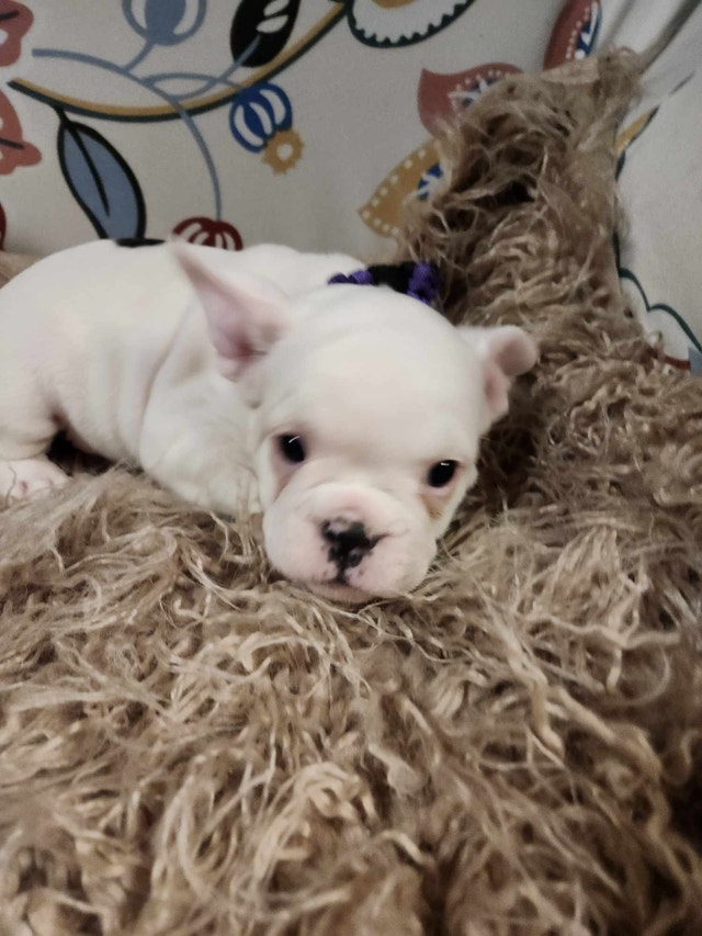 French Bulldog Puppies (Frenchie) Dogs & Puppies for Rehoming Oshawa / Durham Region Kijiji