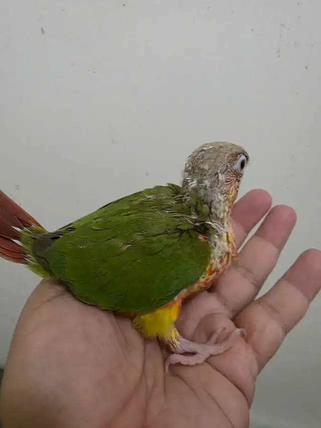 Hand raised friendly Yellow sided & Pineapple conure babies | Birds for ...