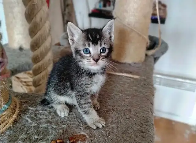 Chaton Highland Lynx desert in Cats & Kittens for Rehoming in Sherbrooke - Image 2