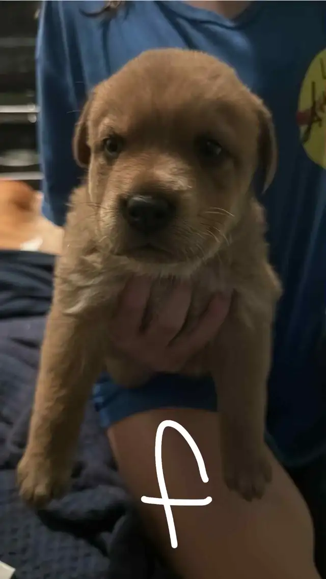 Chow/ mastiff mix. in Dogs & Puppies for Rehoming in Brantford - Image 4