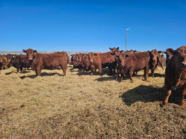 Fancy Red Angus Replacement Heifers in Livestock in Swift Current - Image 4