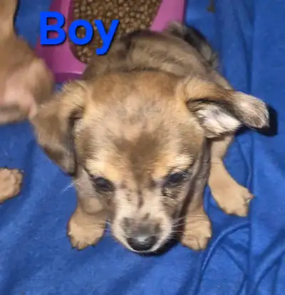 Loving little cuddle bugs! Three boys three girls. They have been started on training pads. All have...
