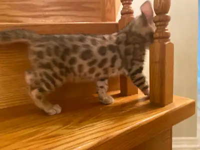Beautiful Bengal Kitten, View more