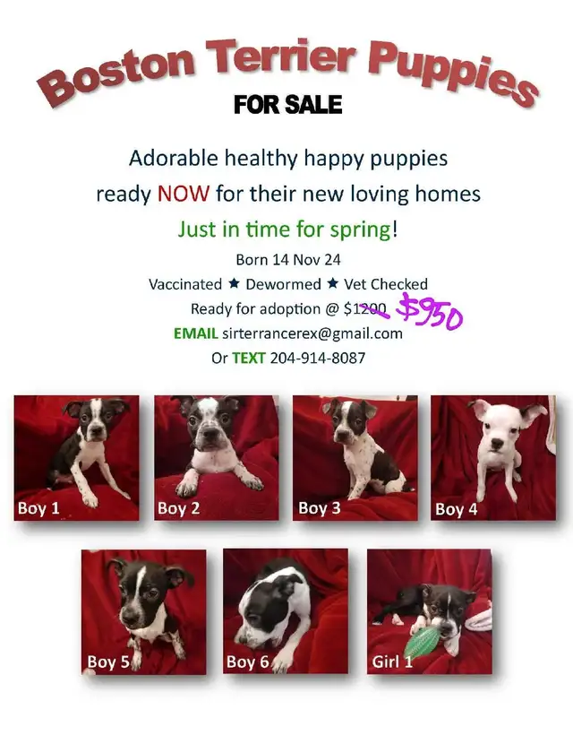 Adorable Boston Terrier Pups ready for Spring in Dogs & Puppies for Rehoming in Winnipeg - Image 9