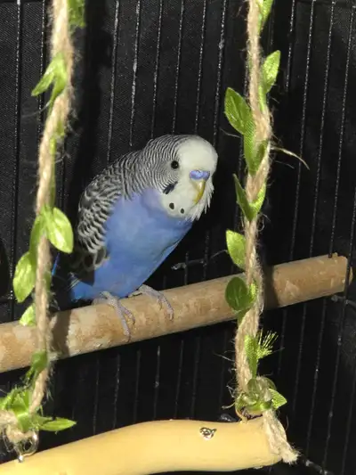 budgies males, View more