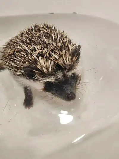 Bonjour j’ai un petit hérisson de meme pas 1 ans a vendre avec sa cage pour 150$ Le tout vaut enviro...