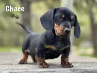 DACHSHUNDS For Rehoming! 
