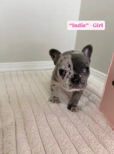 French Bulldog Puppies, View more