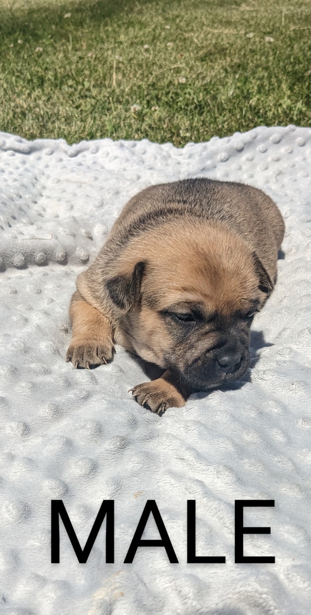 Puppies for sale!!! Dogs & Puppies for Rehoming Chilliwack Kijiji