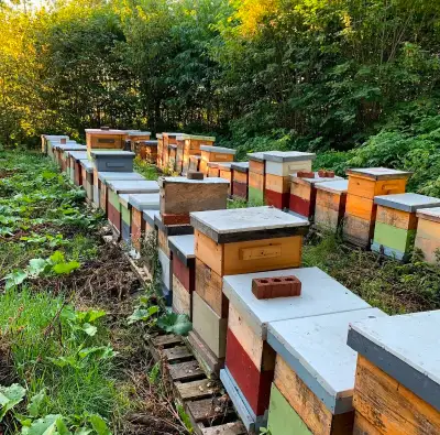 Ruches usagées en bonne condition avec essaims d’abeilles et reines incluses Sur deux hausses avec l...