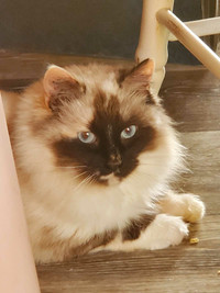 Registered Ragdolls 