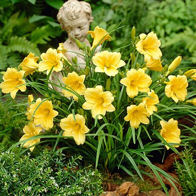 belles vivaces dans Plantes, engrais et terreaux  à Sherbrooke - Image 2