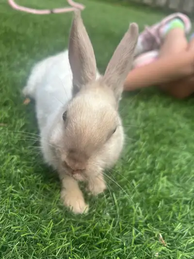 Free cute bunny, View more