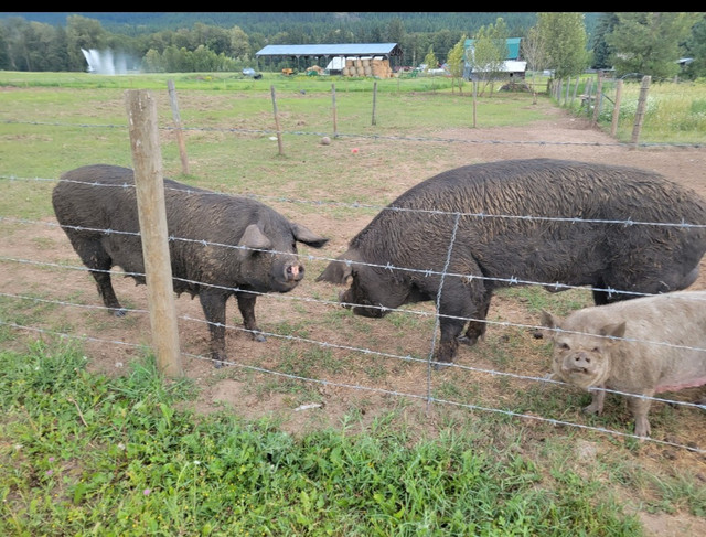 Down sizing farm. Sows available in Livestock in Kamloops - Image 2